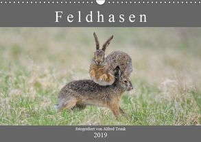 Feldhasen (Wandkalender 2019 DIN A3 quer) von Trunk,  Alfred