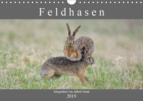 Feldhasen (Wandkalender 2019 DIN A4 quer) von Trunk,  Alfred