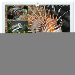 Feuerfische – Giftige Schönheiten der Meere (hochwertiger Premium Wandkalender 2024 DIN A2 quer), Kunstdruck in Hochglanz von Mielewczyk,  B.