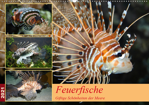 Feuerfische – Giftige Schönheiten der Meere (Wandkalender 2021 DIN A2 quer) von Mielewczyk,  B.
