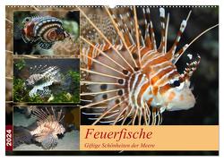 Feuerfische – Giftige Schönheiten der Meere (Wandkalender 2024 DIN A2 quer), CALVENDO Monatskalender von Mielewczyk,  B.