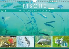 Fische in Teichen und Flüssen (Wandkalender 2018 DIN A4 quer) von CALVENDO