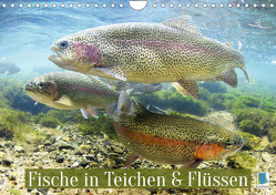 Fische in Teichen und Flüssen (Wandkalender 2023 DIN A4 quer) von CALVENDO