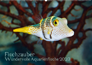Fischzauber – Wundervolle Aquarienfische (Wandkalender 2023 DIN A2 quer) von Plett,  Rainer