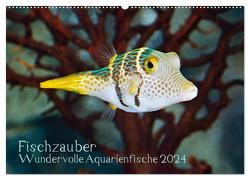 Fischzauber – Wundervolle Aquarienfische (Wandkalender 2024 DIN A2 quer), CALVENDO Monatskalender von Plett,  Rainer