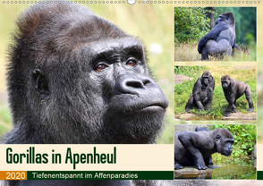 Flachlandgorillas in Apenheul (Wandkalender 2020 DIN A2 quer) von und Michael Herzog,  Yvonne