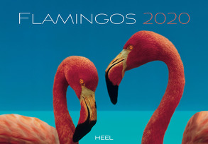 Flamingos 2020