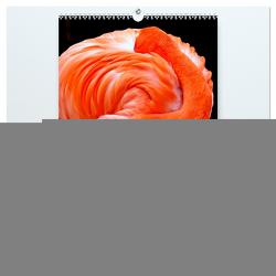 Flamingos – Eleganz und Schönheit (hochwertiger Premium Wandkalender 2024 DIN A2 hoch), Kunstdruck in Hochglanz von Roder,  Peter