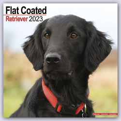 Flat-Coated Retriever 2023 – 16-Monatskalender