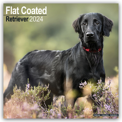 Flat-Coated Retriever 2024 – 16-Monatskalender