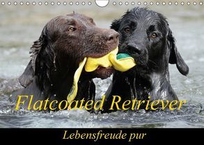 Flatcoated Retriever (Wandkalender 2018 DIN A4 quer) von / Beatrice Müller,  BeaM