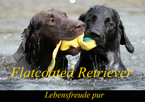 Flatcoated Retriever (Wandkalender 2021 DIN A3 quer) von / Beatrice Müller,  BeaM