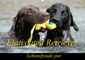 Flatcoated Retriever (Wandkalender 2022 DIN A2 quer) von / Beatrice Müller,  BeaM