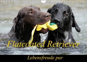 Flatcoated Retriever (Wandkalender 2022 DIN A4 quer) von / Beatrice Müller,  BeaM