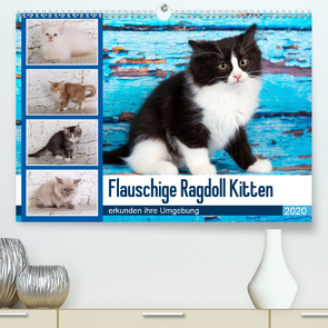 Flauschige Ragdoll Kitten (Premium, hochwertiger DIN A2 Wandkalender 2020, Kunstdruck in Hochglanz) von Verena Scholze,  Fotodesign