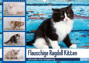 Flauschige Ragdoll Kitten (Wandkalender 2018 DIN A3 quer) von Verena Scholze,  Fotodesign