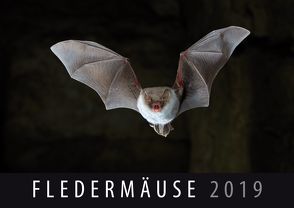 Fledermäuse 2019 von Quelle & Meyer Verlag