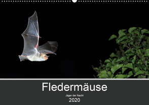 Fledermäuse – Jäger der Nacht (Wandkalender 2020 DIN A2 quer) von Schäfer,  Otto