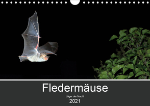 Fledermäuse – Jäger der Nacht (Wandkalender 2021 DIN A4 quer) von Schäfer,  Otto