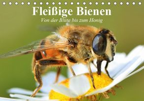 Fleißige Bienen. Von der Blüte bis zum Honig (Tischkalender 2019 DIN A5 quer) von Stanzer,  Elisabeth