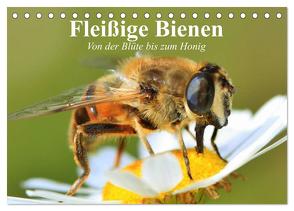 Fleißige Bienen. Von der Blüte bis zum Honig (Tischkalender 2024 DIN A5 quer), CALVENDO Monatskalender von Stanzer,  Elisabeth