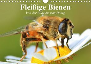 Fleißige Bienen. Von der Blüte bis zum Honig (Wandkalender 2019 DIN A4 quer) von Stanzer,  Elisabeth