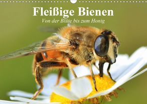 Fleißige Bienen. Von der Blüte bis zum Honig (Wandkalender 2020 DIN A3 quer) von Stanzer,  Elisabeth