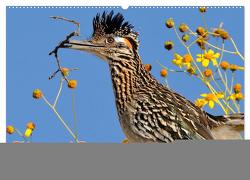 Flora und Fauna der Sonora Wüste (Wandkalender 2024 DIN A2 quer), CALVENDO Monatskalender von Wilczek,  Dieter