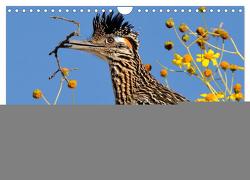 Flora und Fauna der Sonora Wüste (Wandkalender 2024 DIN A4 quer), CALVENDO Monatskalender von Wilczek,  Dieter