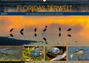 FLORIDAS TIERWELT (Wandkalender 2021 DIN A2 quer) von Wilczek,  Dieter-M.