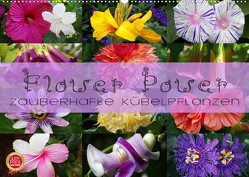 Flower Power – Zauberhafte Kübelpflanzen (Wandkalender 2023 DIN A2 quer) von Cross,  Martina