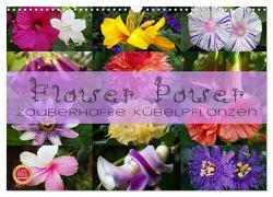 Flower Power – Zauberhafte Kübelpflanzen (Wandkalender 2024 DIN A3 quer), CALVENDO Monatskalender von Cross,  Martina