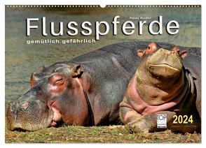 Flusspferde – gemütlich gefährlich (Wandkalender 2024 DIN A2 quer), CALVENDO Monatskalender von Roder,  Peter