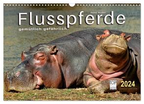 Flusspferde – gemütlich gefährlich (Wandkalender 2024 DIN A3 quer), CALVENDO Monatskalender von Roder,  Peter