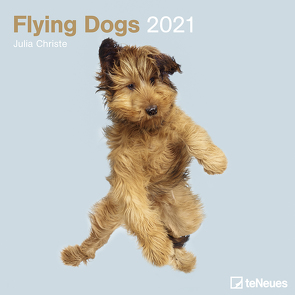 Flying Dogs 2021 – Wand-Kalender – Broschüren-Kalender – 30×30 – 30×60 geöffnet – Hunde-Kalender von Christe,  Julia