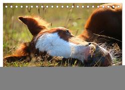 Fohlen – das Leben ist schön (Tischkalender 2024 DIN A5 quer), CALVENDO Monatskalender von Utz,  Renate