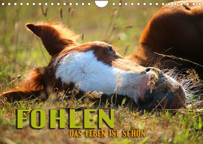 Fohlen – das Leben ist schön (Wandkalender 2023 DIN A4 quer) von Utz,  Renate