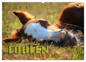 Fohlen – das Leben ist schön (Wandkalender 2024 DIN A2 quer), CALVENDO Monatskalender von Utz,  Renate