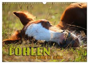 Fohlen – das Leben ist schön (Wandkalender 2024 DIN A3 quer), CALVENDO Monatskalender von Utz,  Renate