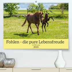 Fohlen – die pure Lebensfreude (Premium, hochwertiger DIN A2 Wandkalender 2023, Kunstdruck in Hochglanz) von Laage,  Elke