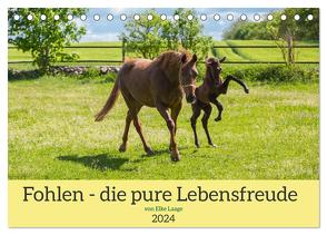 Fohlen – die pure Lebensfreude (Tischkalender 2024 DIN A5 quer), CALVENDO Monatskalender von Laage,  Elke
