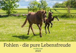 Fohlen – die pure Lebensfreude (Wandkalender 2023 DIN A3 quer) von Laage,  Elke