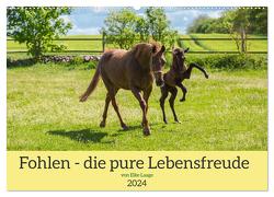 Fohlen – die pure Lebensfreude (Wandkalender 2024 DIN A2 quer), CALVENDO Monatskalender von Laage,  Elke