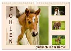 Fohlen, glücklich in der Herde (Wandkalender 2024 DIN A4 quer), CALVENDO Monatskalender von Schmidt,  Brinja