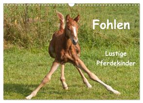 Fohlen – Lustige Pferdekinder (Wandkalender 2024 DIN A3 quer), CALVENDO Monatskalender von Bölts,  Meike