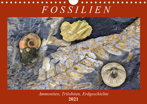 Fossilien – Ammoniten, Trilobiten, Erdgeschichte (Wandkalender 2021 DIN A4 quer) von Frost,  Anja