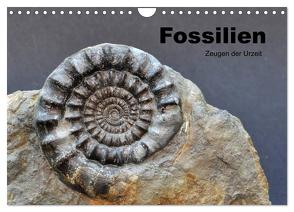Fossilien – Zeugen der Urzeit (Wandkalender 2024 DIN A4 quer), CALVENDO Monatskalender von Wagner,  Renate