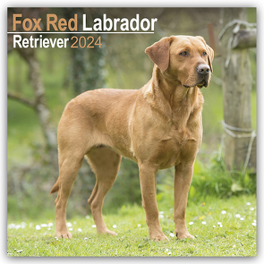 Fox Red Labrador Retriever – Fuchsroter Labrador 2024 Retriever – 16-Monatskalender