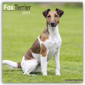 Fox Terrier – Foxterrier 2024 – 16-Monatskalender