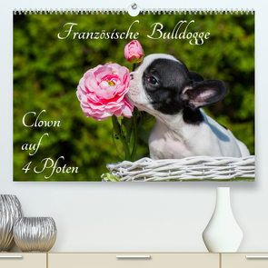 Französische Bulldogge – Clown auf 4 Pfoten (Premium, hochwertiger DIN A2 Wandkalender 2023, Kunstdruck in Hochglanz) von Starick,  Sigrid